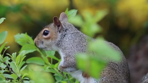 Cute 🐿️🐿️🐿️🐿️🐿️🐿️🐿️