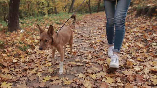 Cute pooch puppy with her owner in autumn park