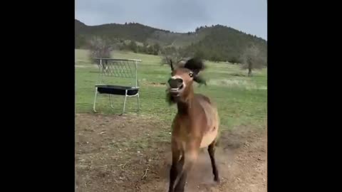 Smart Pony