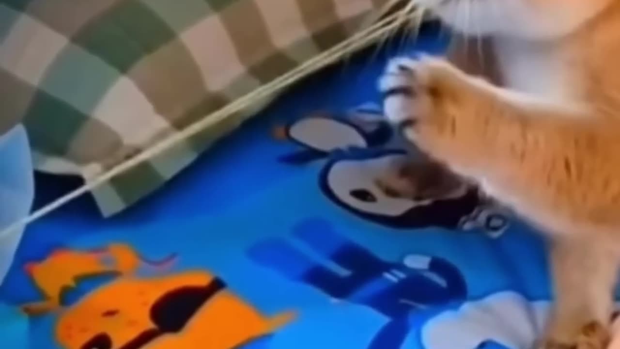 Funny_Animals%F0%9F%98%B9%F0%9F%98%B9_Funny_Cats_S