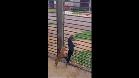 Animal's Funny Moments