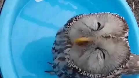 The owl best video all time