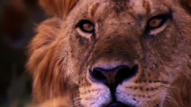 The perfect illustration of a lion's life a lion
