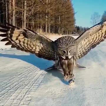 This Owl is so big, it feels overwhelming This owl weighs 2\3 pounds, which is too big #birds #bird