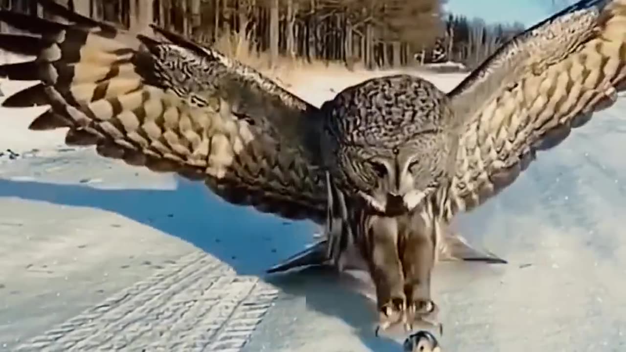 This Owl is so big, it feels overwhelming This owl weighs 2\3 pounds, which is too big #birds #bird