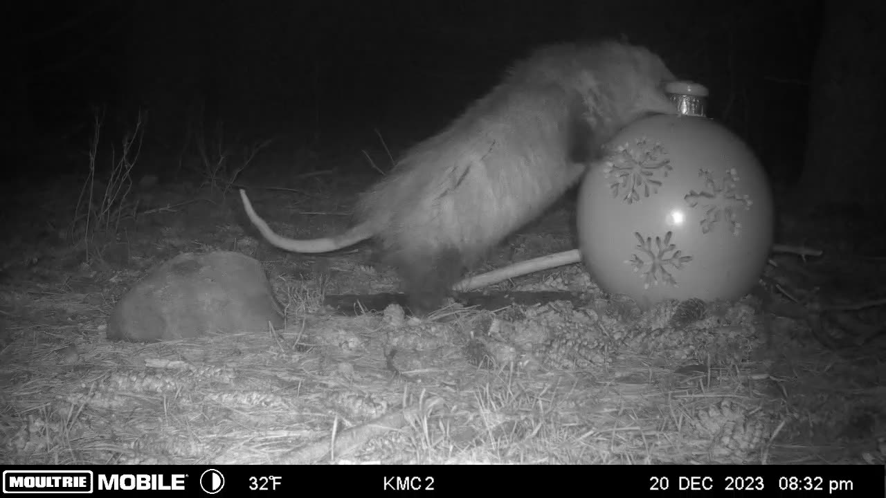 Opossum Steals Christmas Ornament