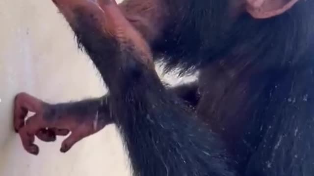 Funny monkey takes shower