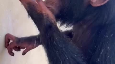 Funny monkey takes shower