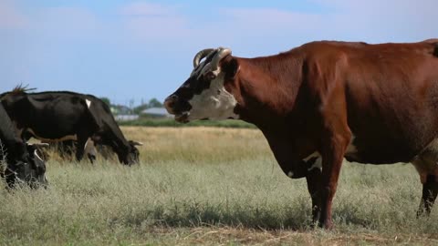 Domestic animals graze on meadow