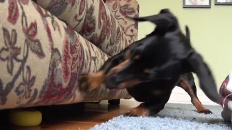 A Dachshund's Favorite Game! Crusoe Hides Ball Under Couch