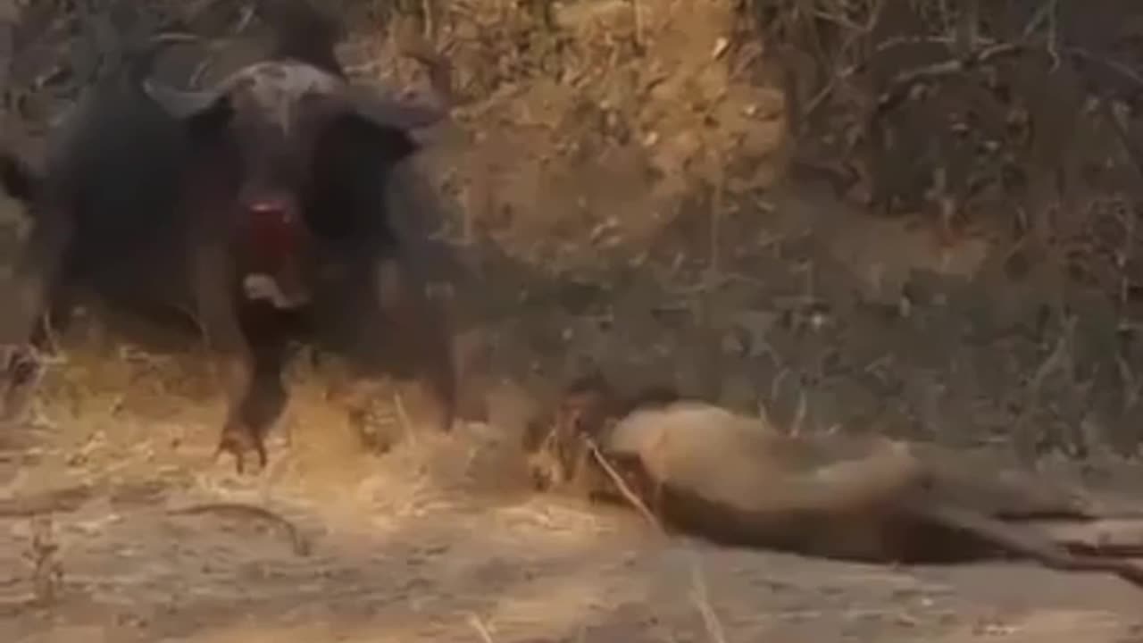 Tiger vs. Bison: Who Will Prevail in This Epic Showdown