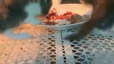 Cute Little Cats