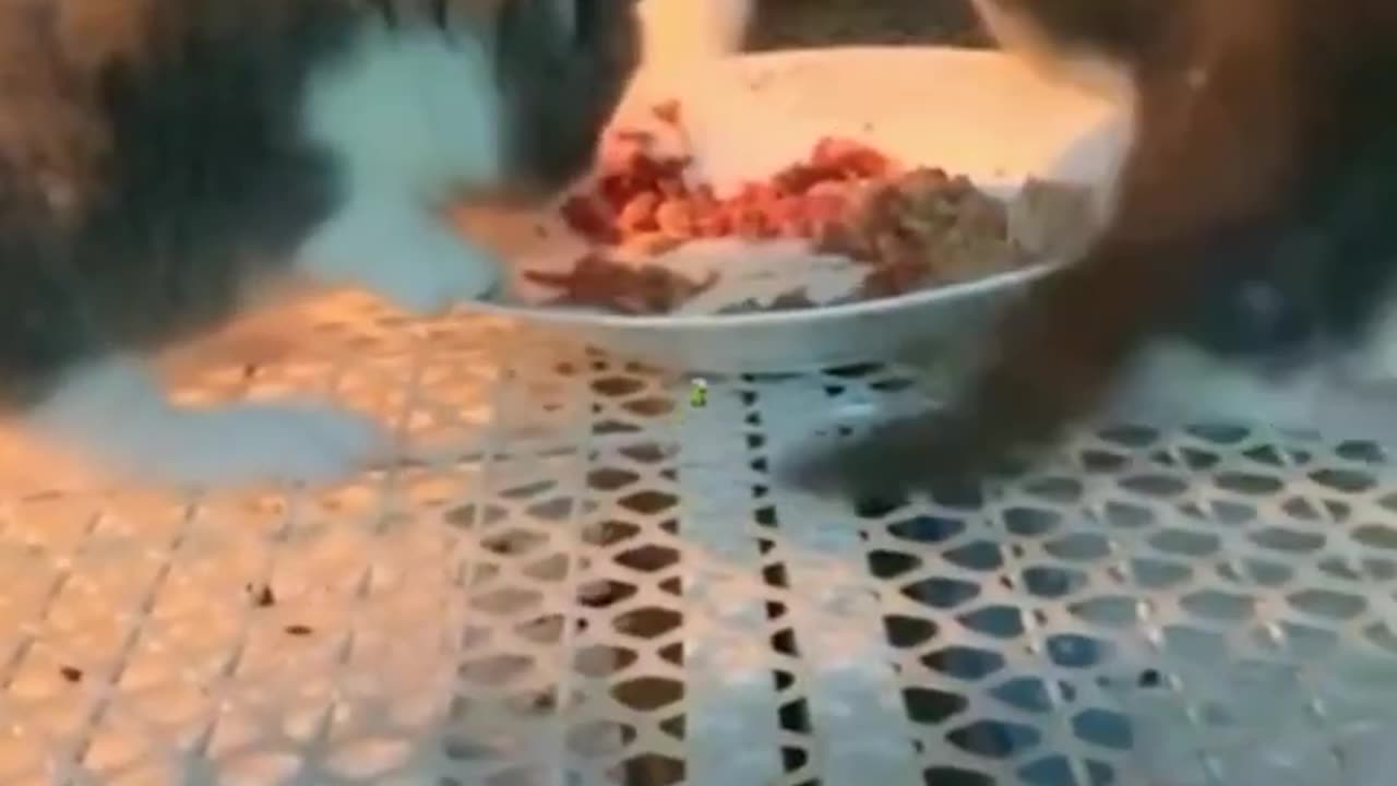 Cute Little Cats