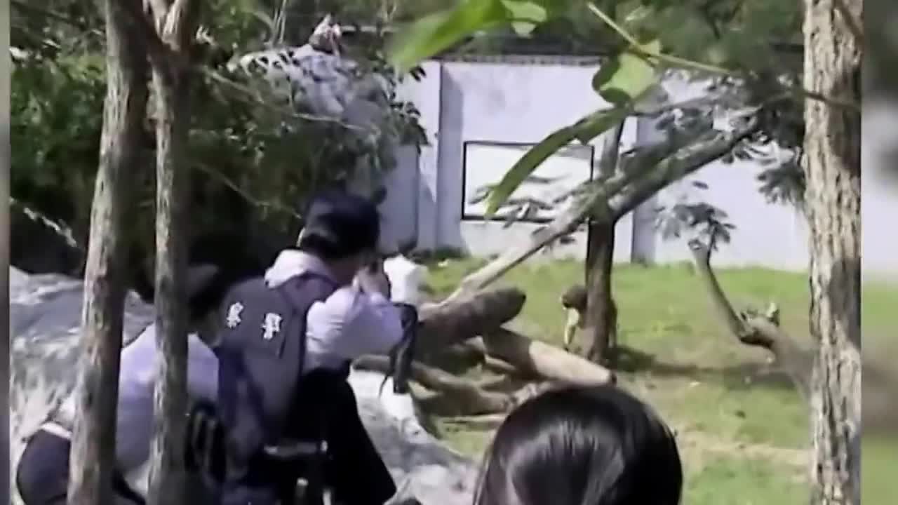 Crazy Man Entered The Lions Cage in Taipei Zoo Horrible News Video of man vs Lion