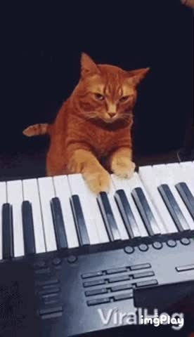 Cute Cat Gif! 🥰💗🐈