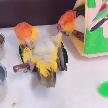 Always pace yourselves this season of celebration