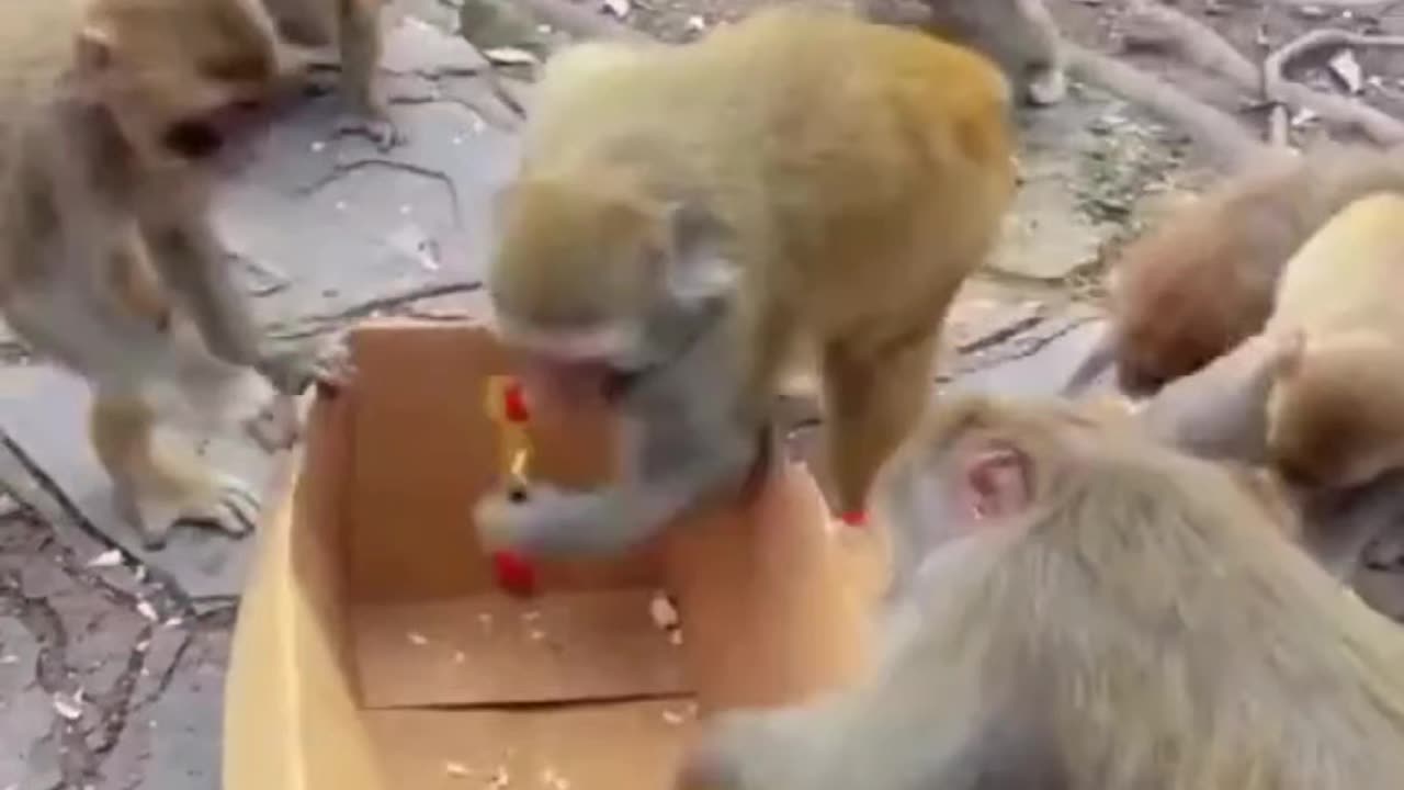 funny animals