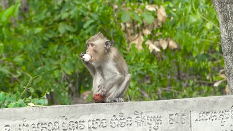 Monkey Cracks Nut - what could go wrong?