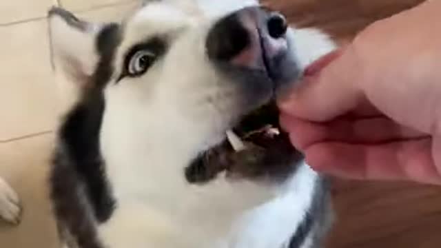 Siberian Husky TRICKED By INVISIBLE WALL PRANK!