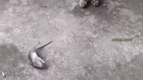 funny cat and mouse 🐀🐈‍⬛