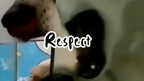 Animal funny vedio