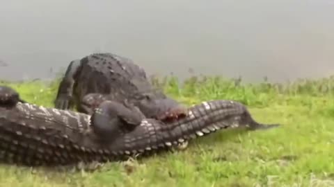 Crocodile fight