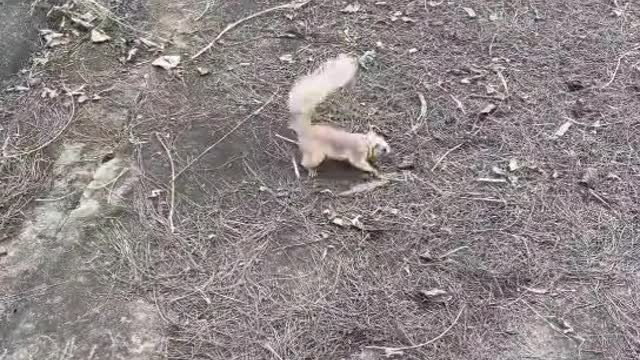 #pet #squirrel #foryou #cute