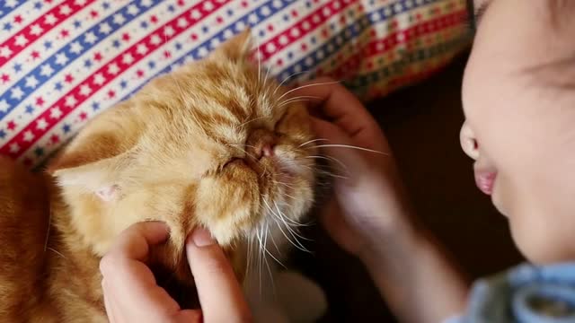 Slow motion of Lovely Asian girl plays with her tabby Persian cat, Pan shot