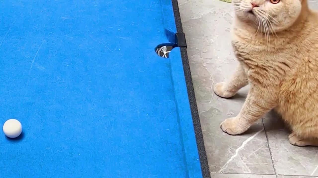 Mama cat playing