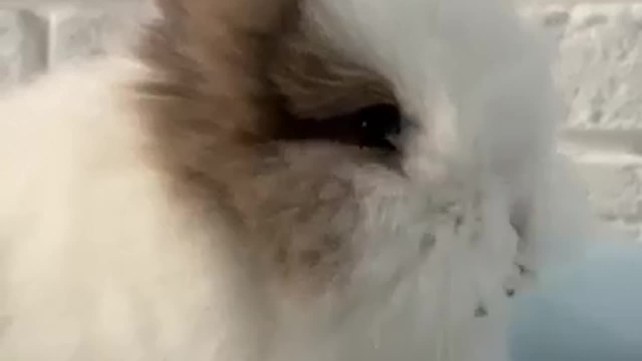 Rabbit Eating a Flower