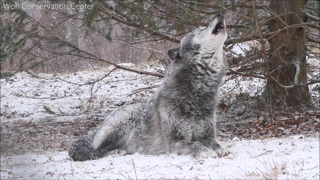 Beautiful Black Wolf Zephyr Howls in the Snow