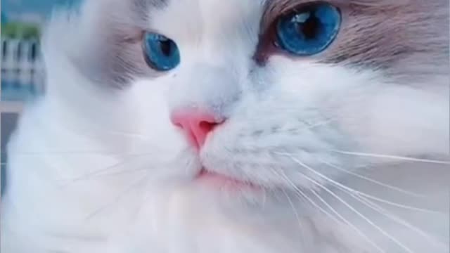 FUNNY CAT - BLUE EYES CAT