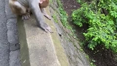 Cute Monkey China & Funny Love monkey| Animals Love