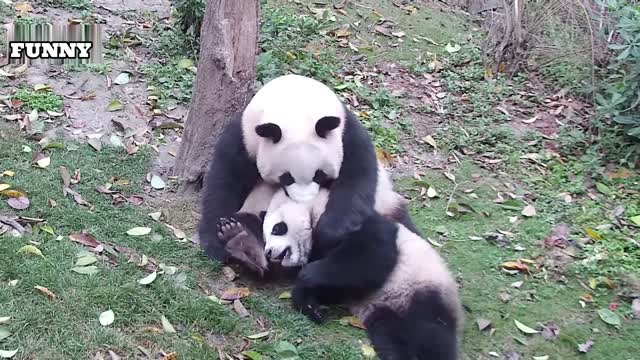 Funny Animal Videos - Cute Panda 02 Makes You Touched and Laugh