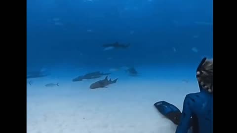 Tiger AND Hammerhead Sharks 🤩💙🦈