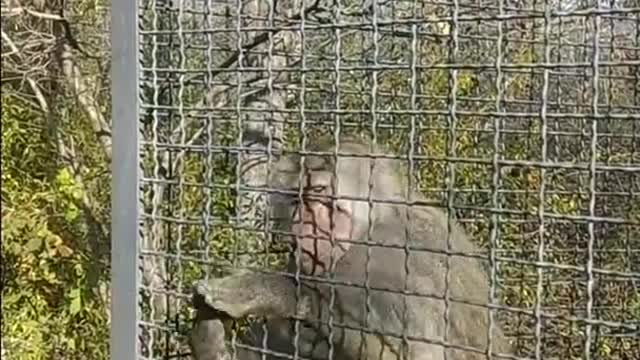 Шок!!!Обезьяна сошла с ума!