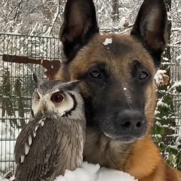 Dog & an owl