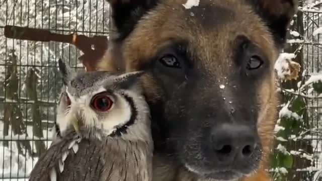 Dog & an owl