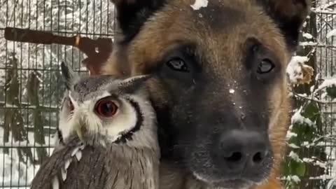 Dog & an owl