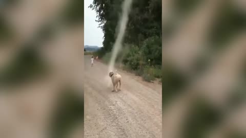 Dog trying stop tornado.