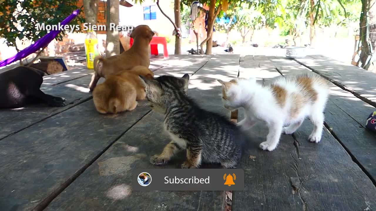 Adorable Puppies and Cute Kittens Meet for the VERY FIRST TIME!