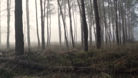 FOG IN FOREST SATISFACTION VIDEO