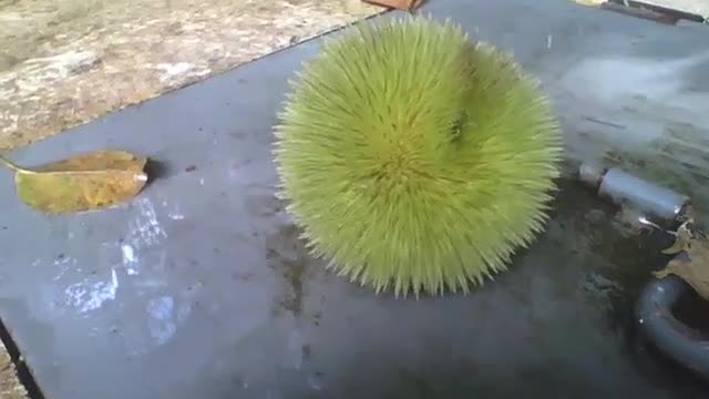 Castanha portuguesa verde, entre folhas e formigas no jardim botânico [Nature & Animals]