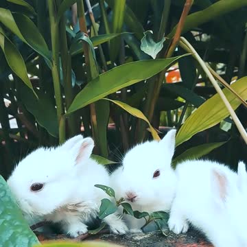 3 cute rabbits