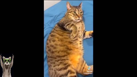 Funniest Cats And Dogs Videos - Best Funny Animal Videos 2023