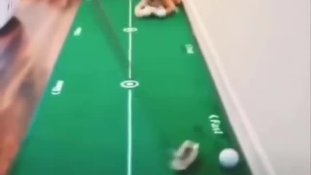 Funniest cat videos #85 - HILARIOUS!