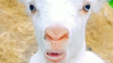 🐐 goat child mother come.