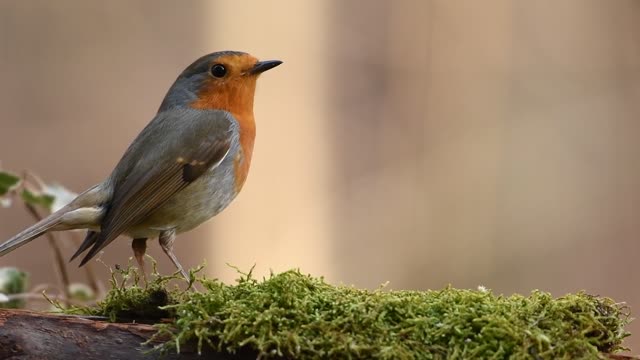 bird feeding 2021