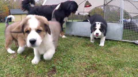 Mother dog watches as her puppies wake up for