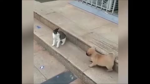 Funny Animal Videos Cat vs Dog